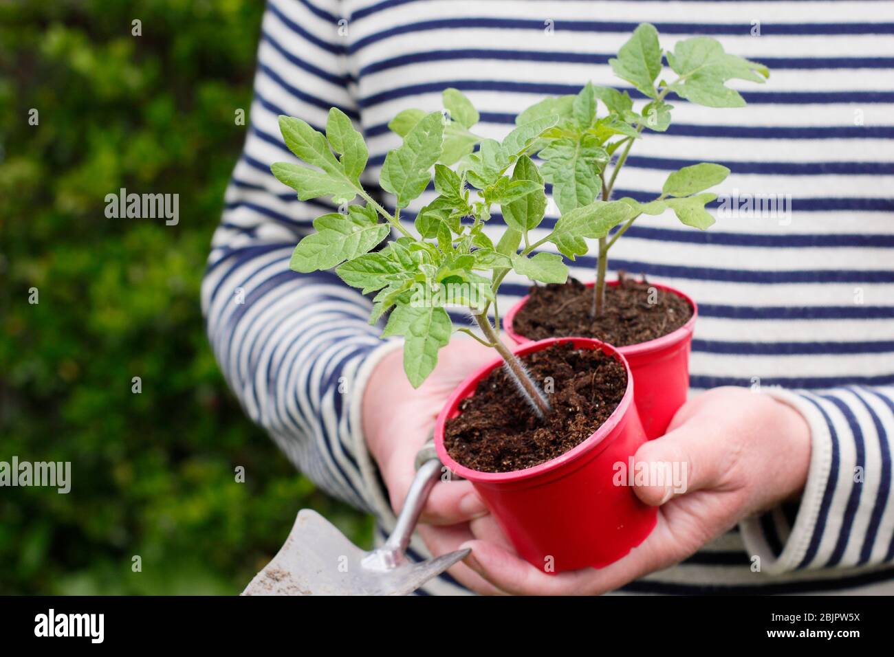 Solanum lycopersicum 'Alicante'. Selbst gezüchtet Tomatenpflanzen in wiederverwendeten Kunststofftöpfen bereit für die Umpflanzung in einen größeren Topf oder Growbag. GROSSBRITANNIEN Stockfoto