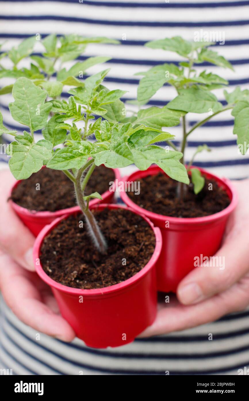 Solanum lycopersicum 'Alicante'. Selbst gezüchtet Tomatenpflanzen in wiederverwendeten Kunststofftöpfen bereit für die Umpflanzung in einen größeren Topf oder Growbag. GROSSBRITANNIEN Stockfoto