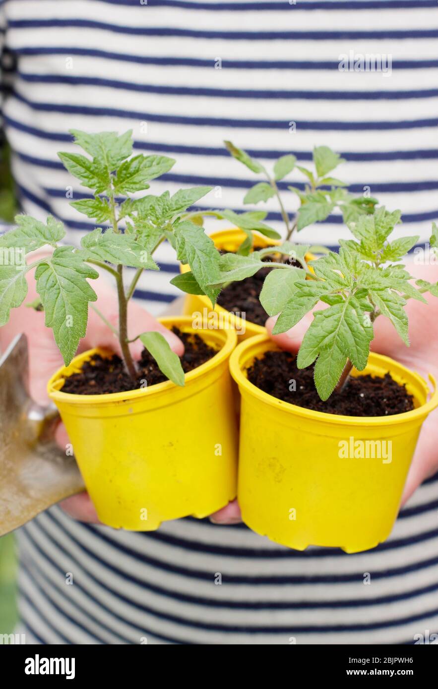 Solanum lycopersicum 'Goldener Sonnenaufgang'. Junge hausgemachte Tomatenpflanzen in wiederverpflanzten Kunststofftöpfen bereit für die Umpflanzung - in einen Topf oder Growbag. GROSSBRITANNIEN. Stockfoto