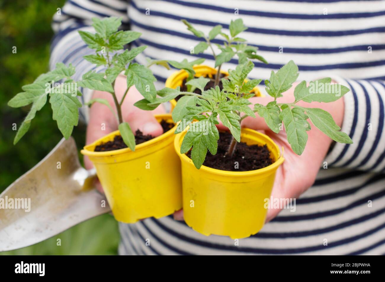 Solanum lycopersicum 'Goldener Sonnenaufgang'. Junge hausgemachte Tomatenpflanzen in wiederverpflanzten Kunststofftöpfen bereit für die Umpflanzung - in einen Topf oder Growbag. GROSSBRITANNIEN. Stockfoto