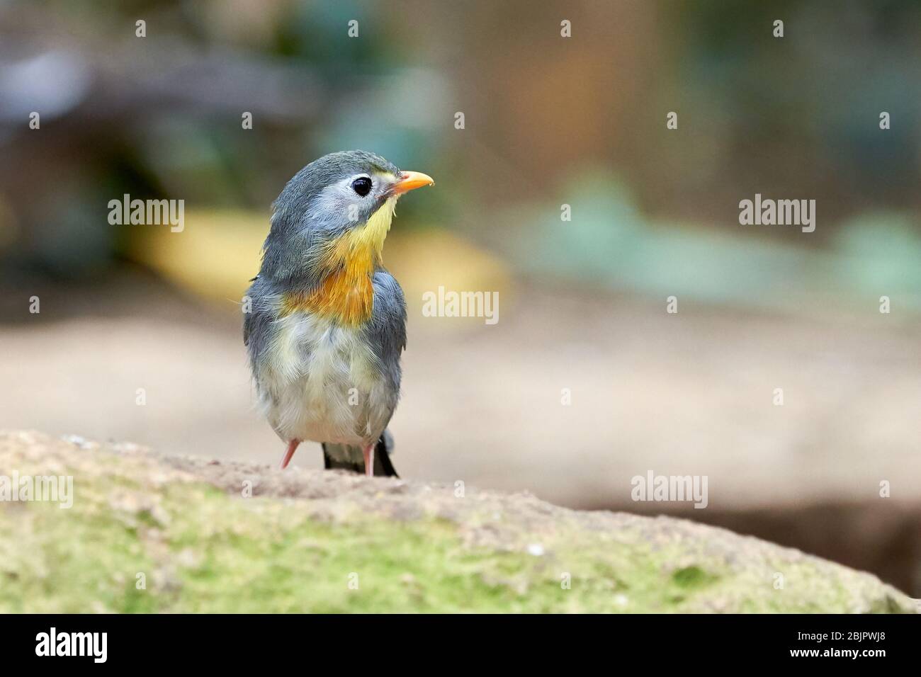 Rotschnabelschnabelschnecke-Vogel-Nahaufnahme (Leiothrix lutea) Stockfoto