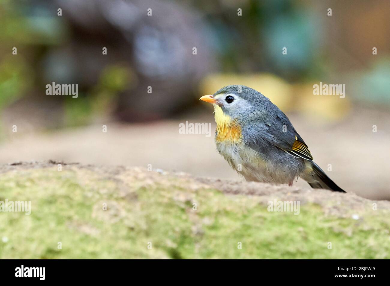 Rotschnabelschnabelschnecke-Vogel-Nahaufnahme (Leiothrix lutea) Stockfoto