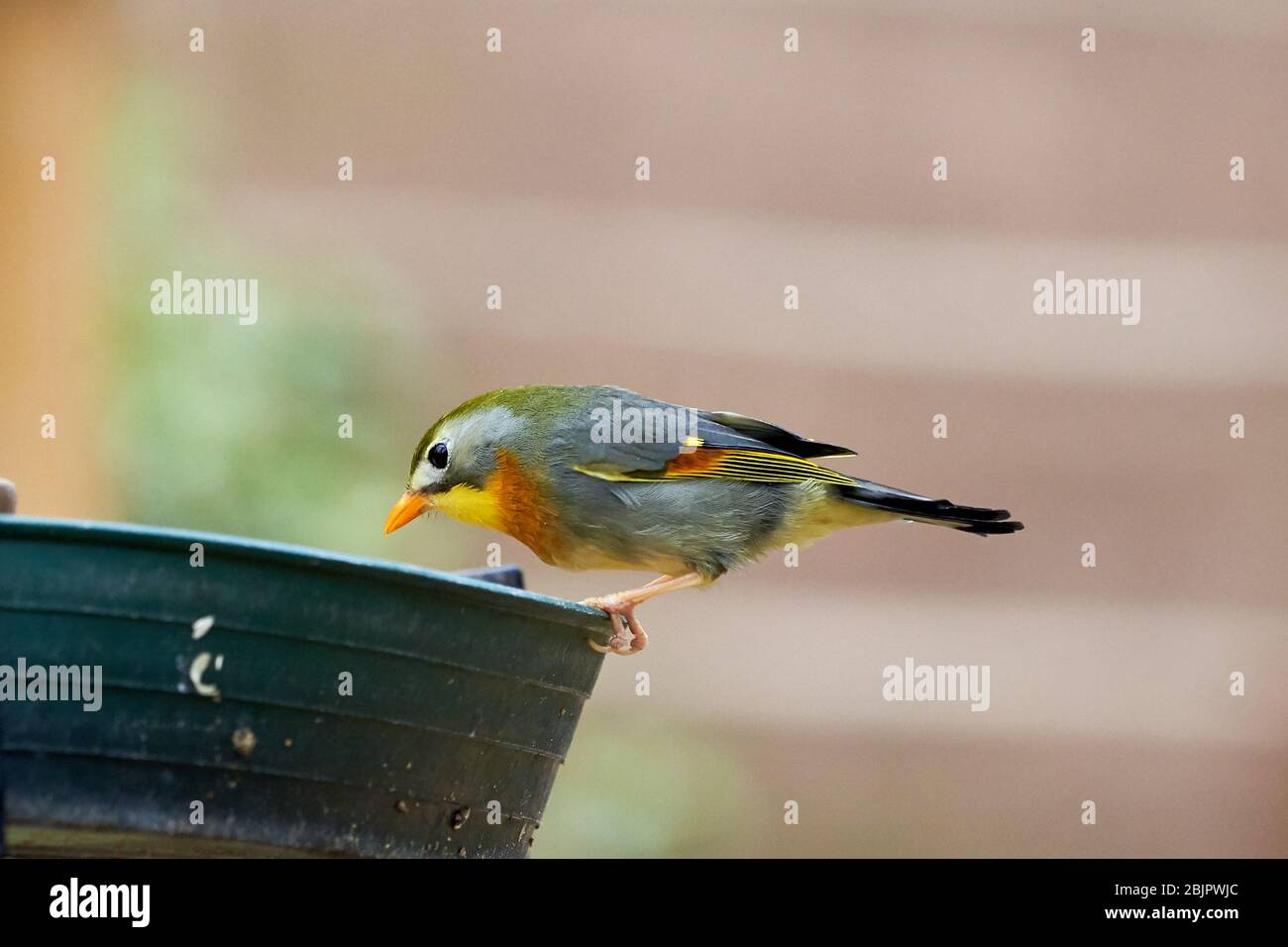 Rotschnabelschnabelschnecke-Vogel-Nahaufnahme (Leiothrix lutea) Stockfoto