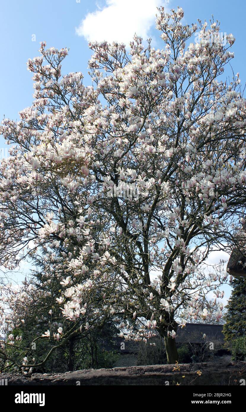 Großer Magnolienbaum in voller Blüte Stockfoto