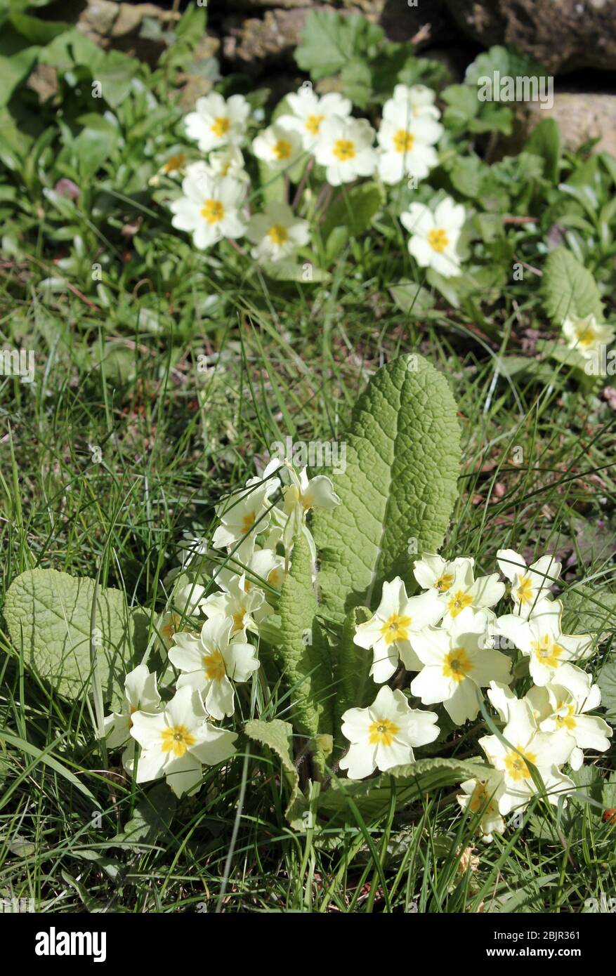 Englische Primeln im Frühling Stockfoto