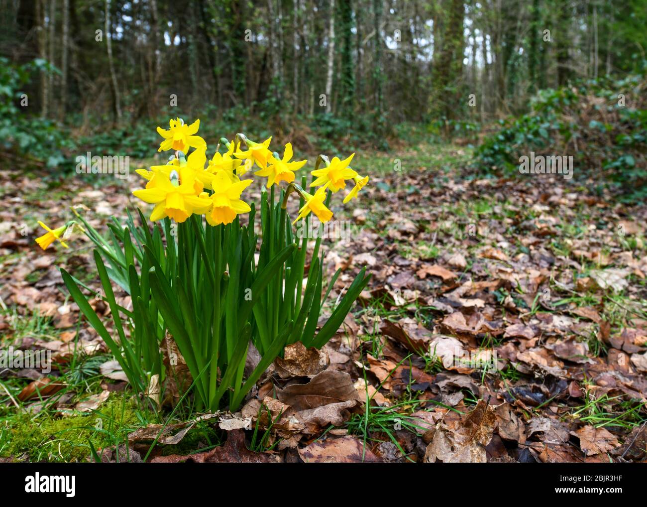 Ein Haufen wunderschöner hellgelber Narzissen, die auf einer wilden Wiese im Wald wachsen Stockfoto