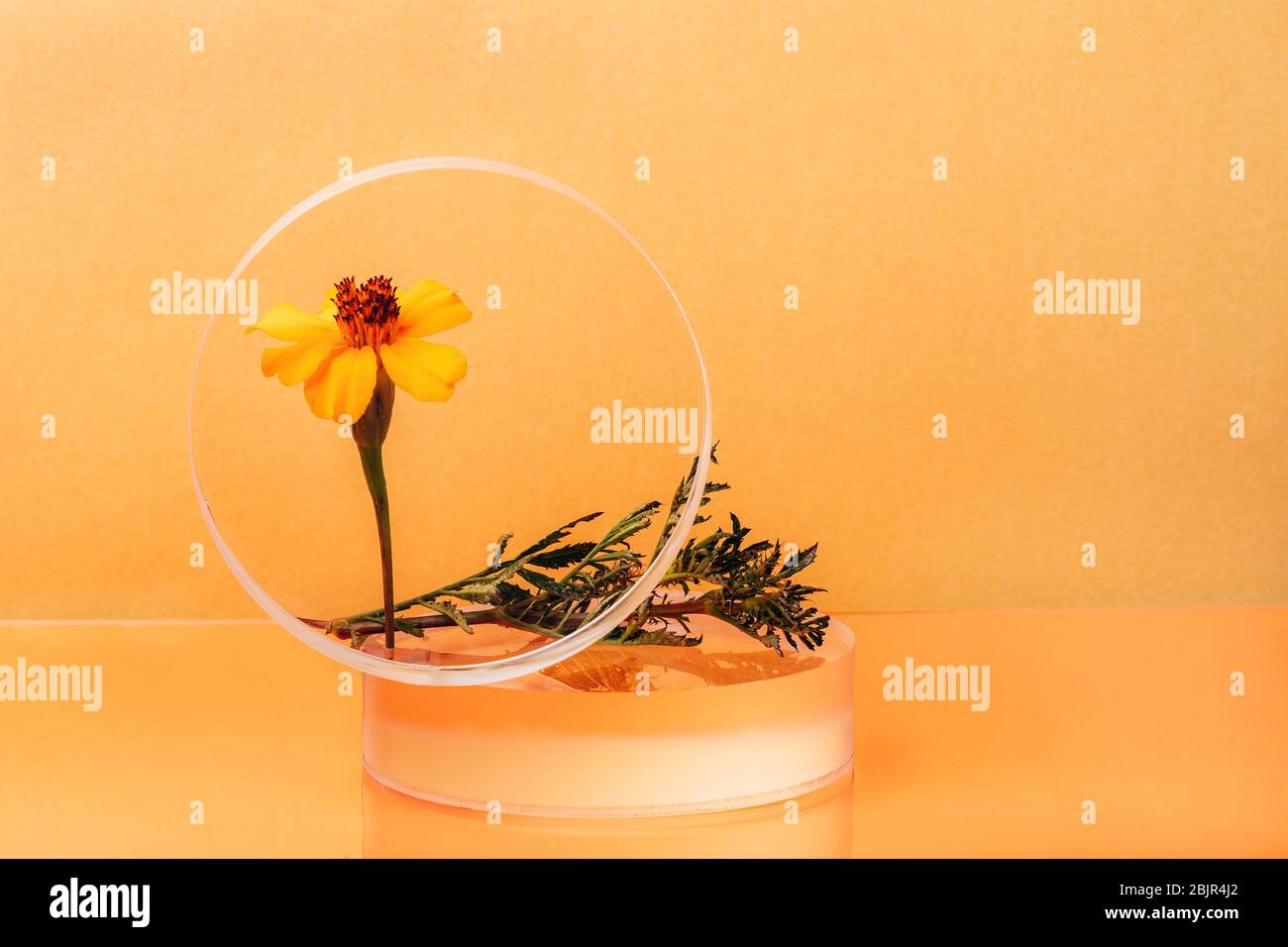 Glas klare Kugelform steht mit Chernobrivtsi Blumen auf orangefarbenem Hintergrund. Kreatives minimalistisches Stillleben Stockfoto