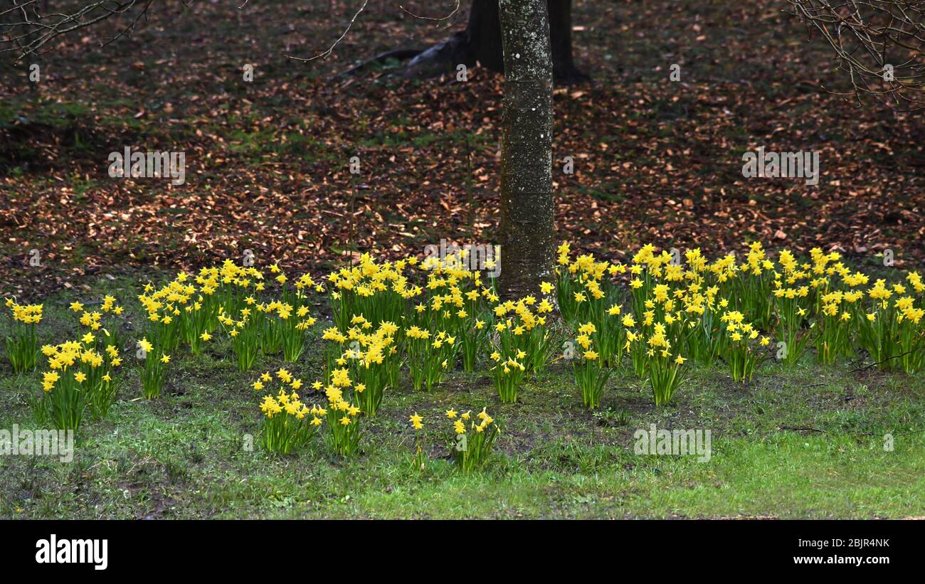 Reihe von gebunchten hellgelben Narzissen wächst auf wild unter einem Baum im Wald 16-9 Ernte Kopie Raum oben und unten von backgrounf Stockfoto