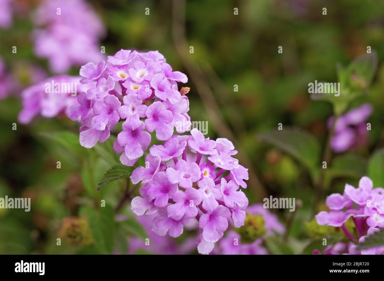 Schöne kleine lila Blüten in Israel Stockfoto