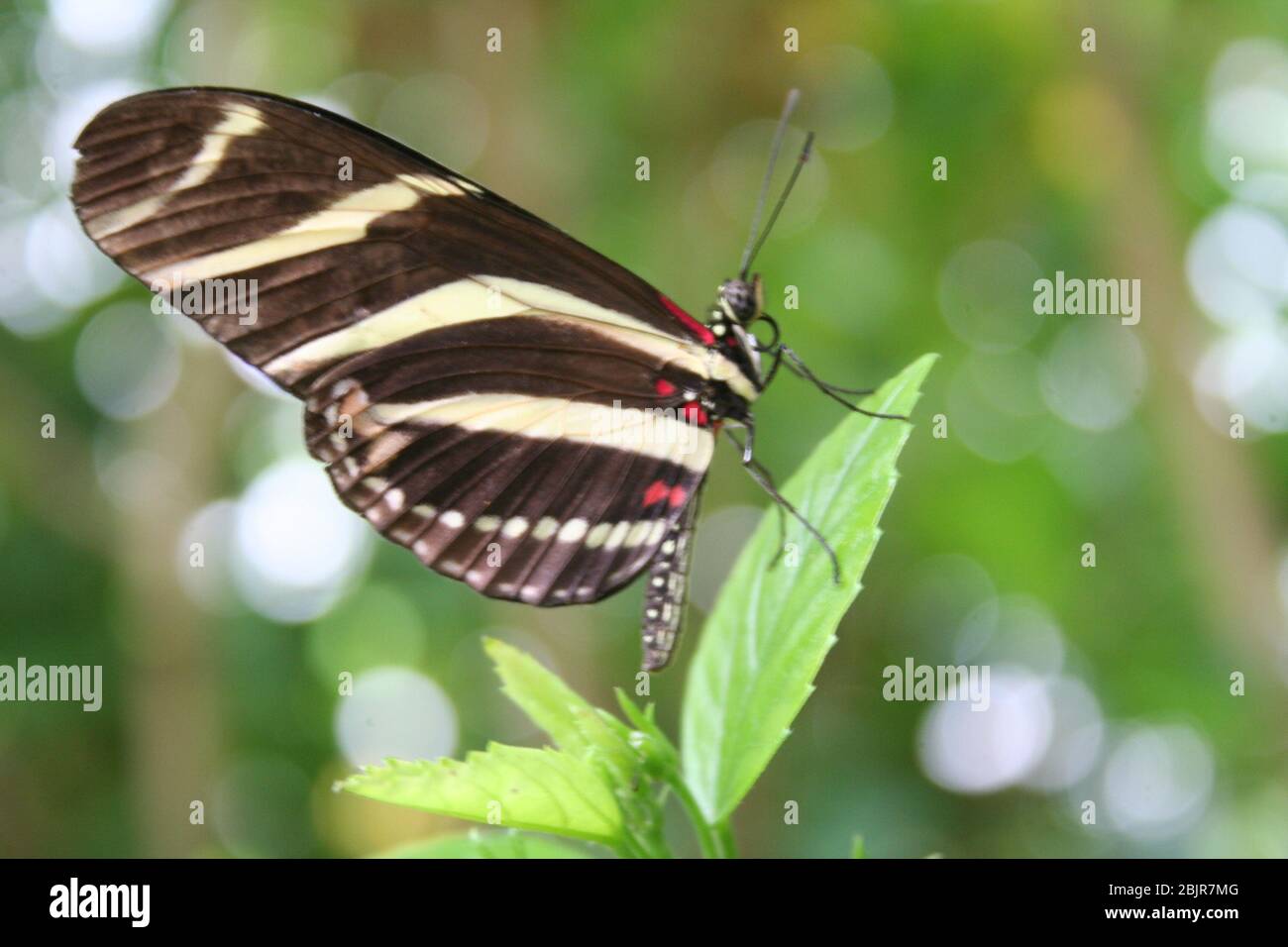 Schmetterling auf einem Blatt mit geschlossenen Flügeln Stockfoto