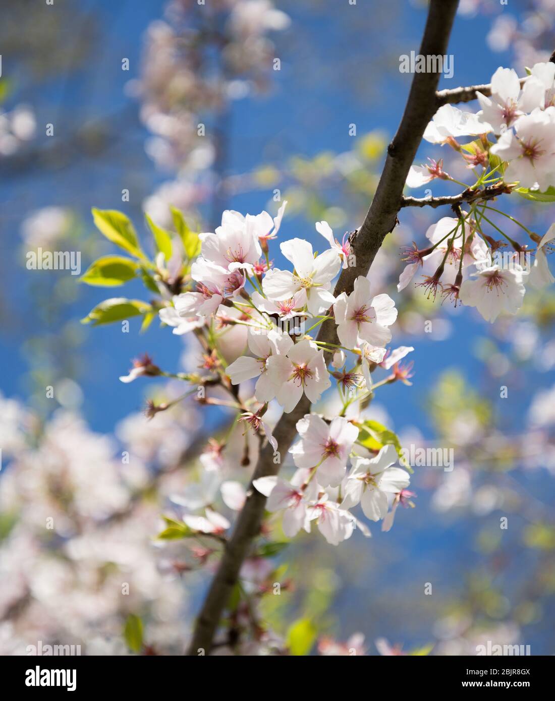 Nahaufnahme von Yoshino Cherry Blossoms beim National Cherry Blossom Festival in Washington, DC. Stockfoto