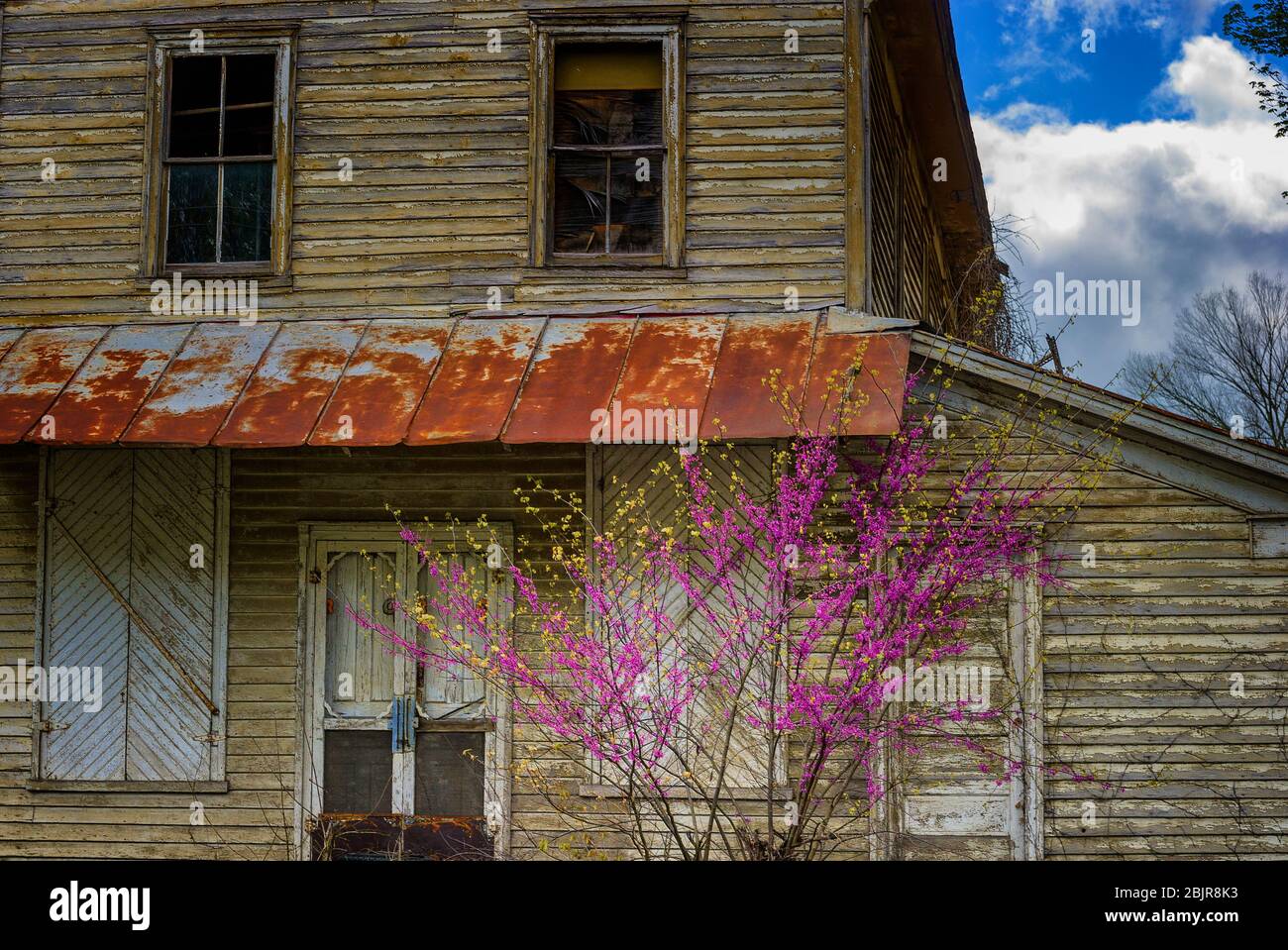 Blühende Sträucher vor einem verfallenden, verlassenen Gebäude im ländlichen Tennessee Stockfoto