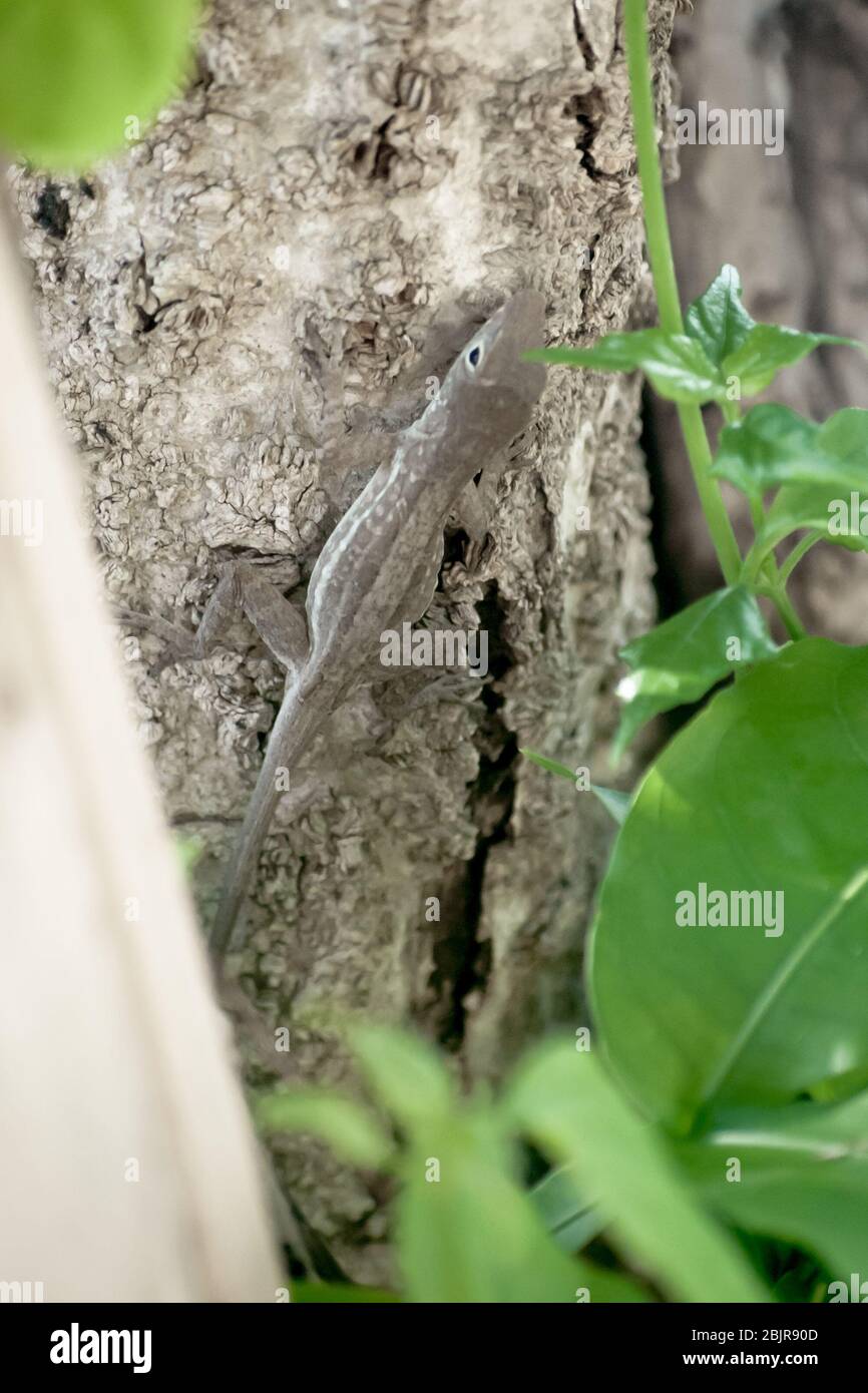 Gesprenkelte anolis Fotos und Bildmaterial in hoher Auflösung Alamy