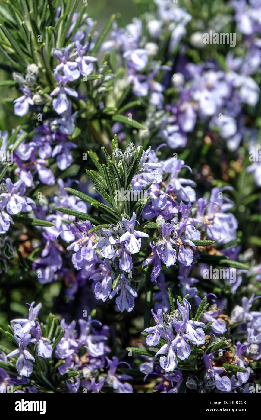 Rosmarin „Sissinghurst“ Blauer Salvia rosmarinus Kräuterblüten Frühlingsblumen Blauer Rosmarinus officinalis Kräutergarten Stockfoto