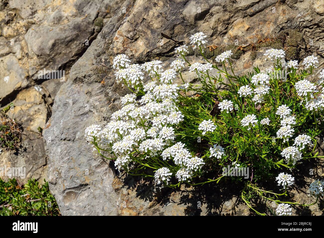 Iberis sempervirens wächst im Steingarten, Pflanzen wachsen in Gestein, alpine Pflanzen Felsgestein Stockfoto