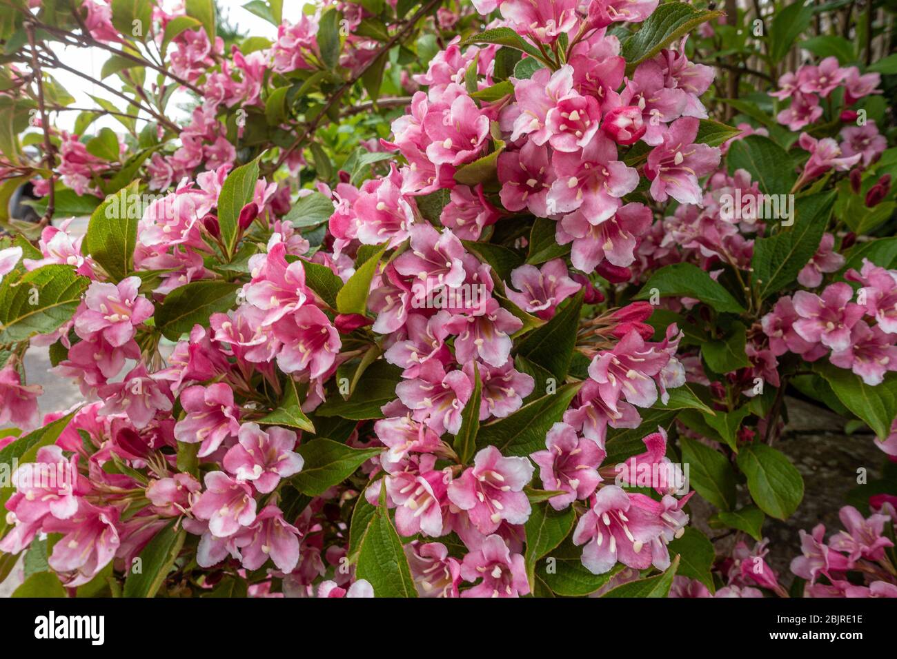 Rosa Blüten auf einem Weigela blühenden Strauch in einem Wohngarten. Stockfoto