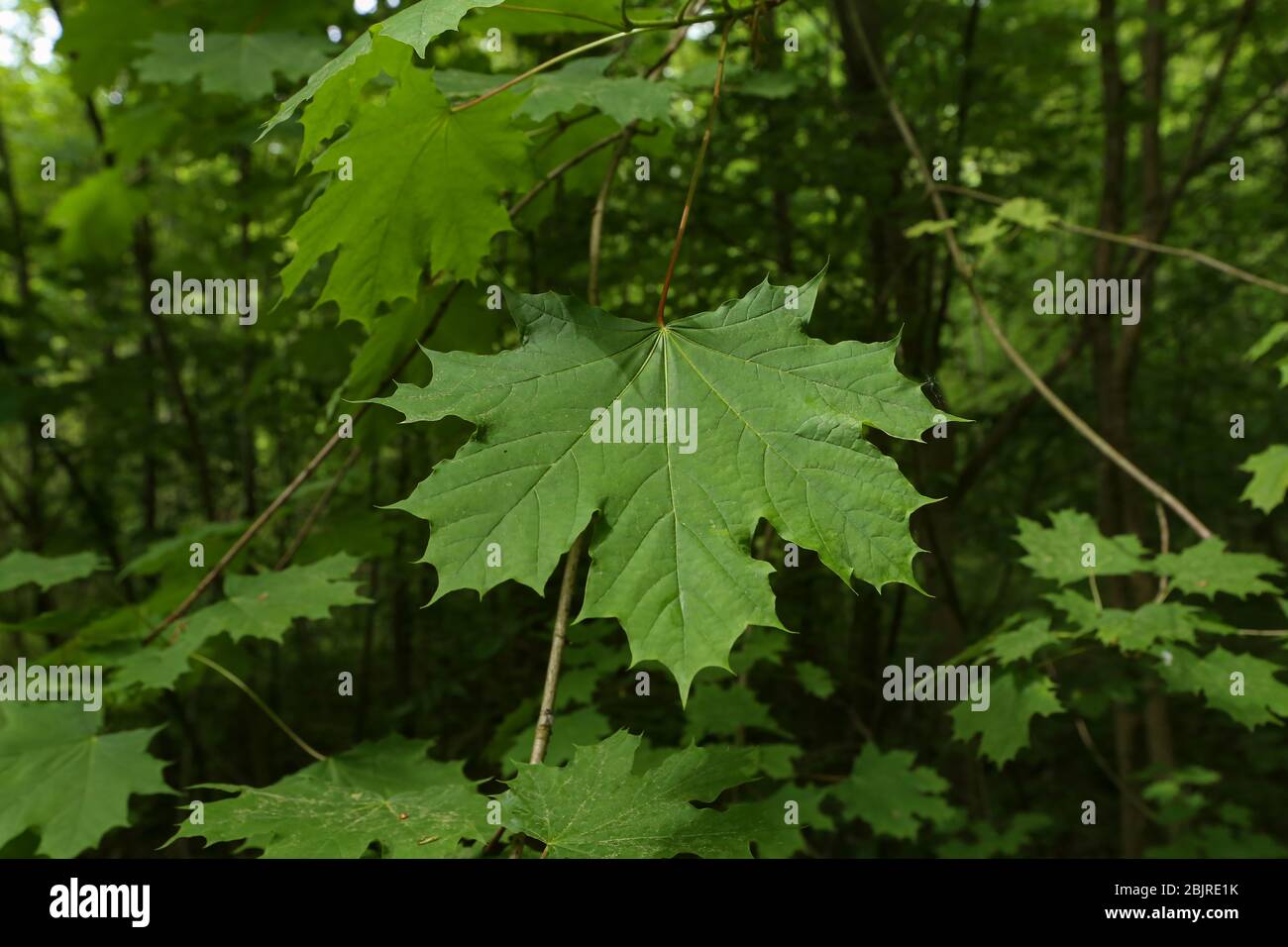 Grüne Ahornblätter auf einem grünen Wald Hintergrund Stockfoto