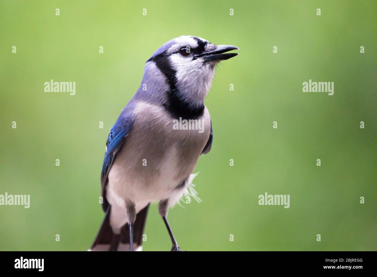 Nahaufnahme eines hoch sitzenden Blue Jay Vogels mit einem leuchtend grünen Hintergrund. Stockfoto