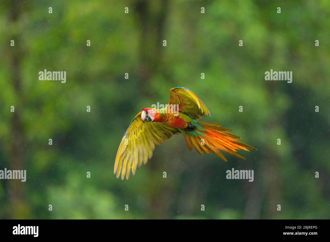 Ein Hybrid-Great Green & Scarlet Ara fliegen im leichten Regen in Costa Rica Stockfoto