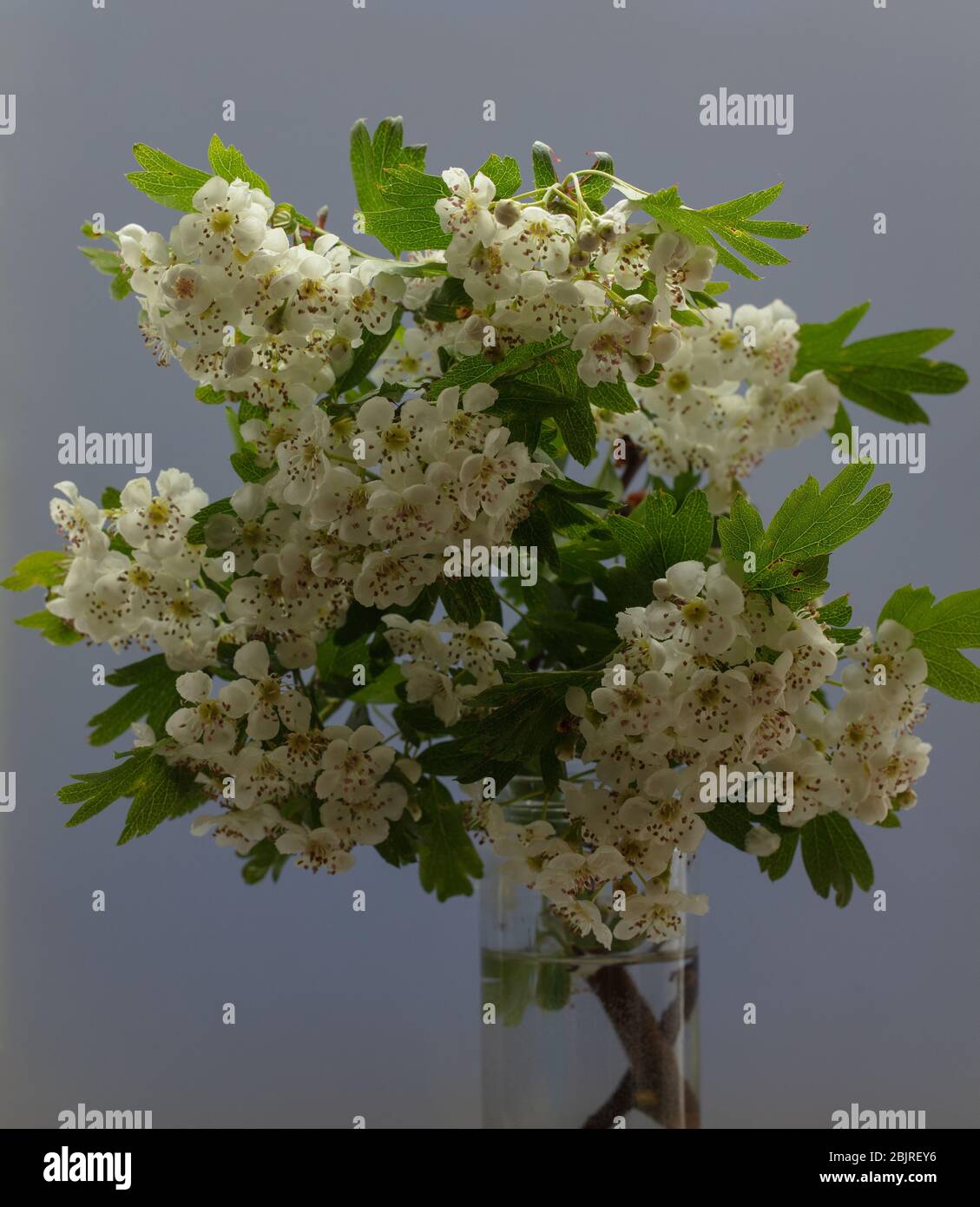 Hawthorn blüht in einer Glasvase vor einer einzigen Hintergrundfarbe. Stockfoto