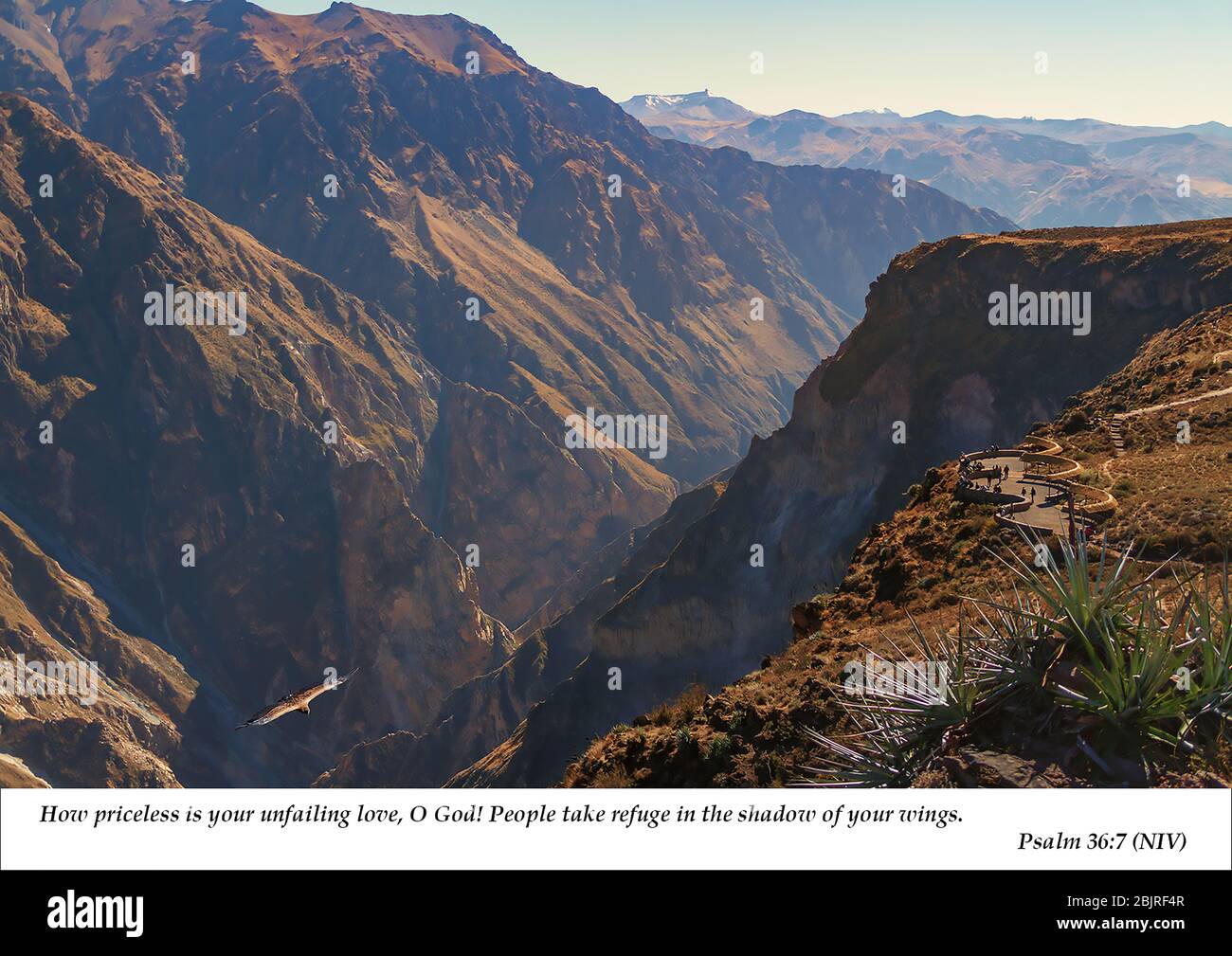 Ein einziger andischer Kondor, der sich auf den Thermen des Colca Canyon, Peru, erhebt, mit christlicher Schrift Psalm 37, aus dem Alten Testament Stockfoto