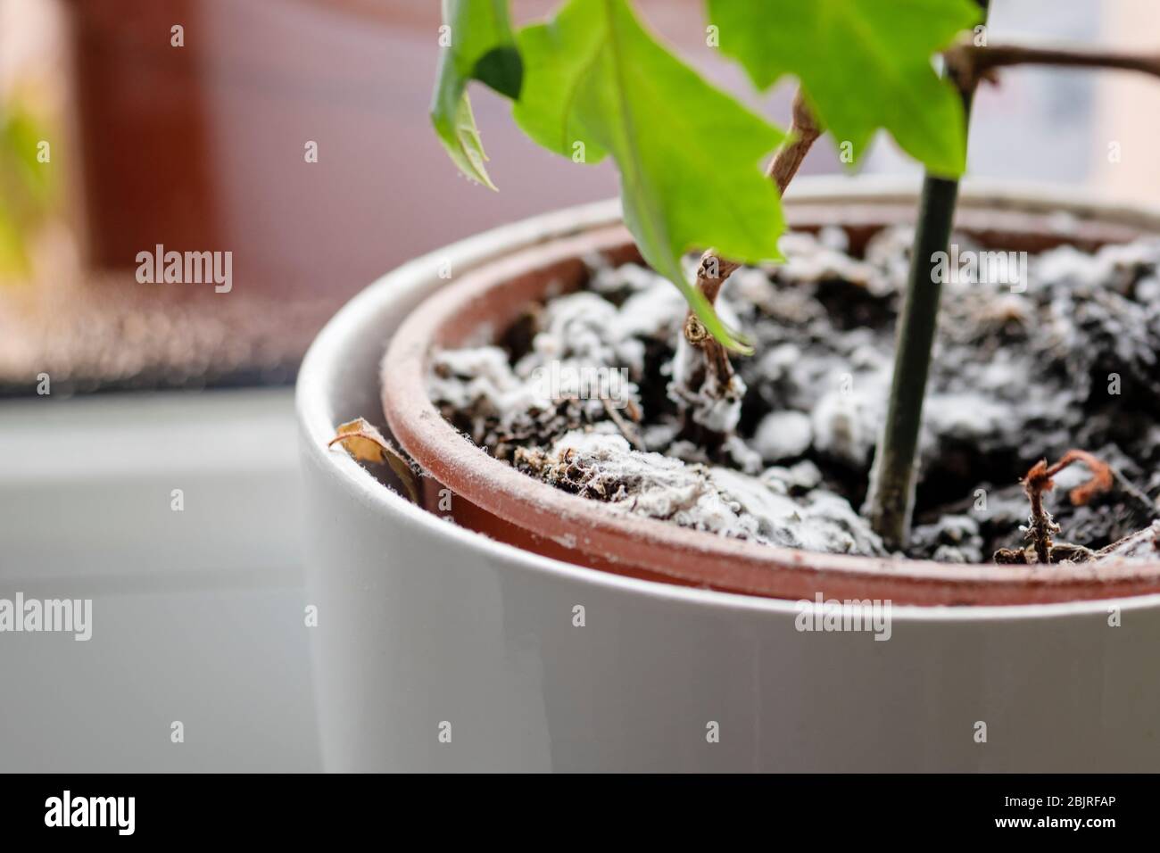 Selektiver Fokus auf Schimmelbildung auf einem Boden im Blumentopf mit der Hauspflanze. Junge Efeu Pflanze in feuchter Umgebung. Pilzkrankheit in cissus hous Stockfoto