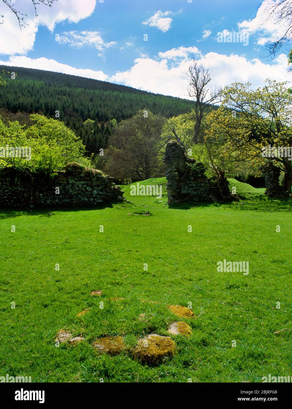 Ansehen SSW der Pier Basen & Wände des zerstörten Kirchenschiffs der Abtei Cwmhir Zisterzienserkloster, Radnorshire, Wales, Großbritannien, gegründet 1176 & aufgelöst 1536. Stockfoto