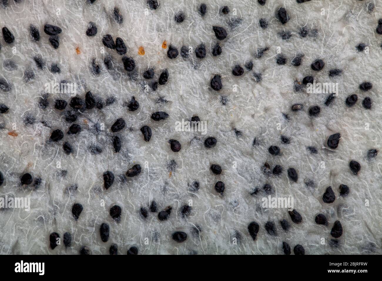 Drachenfrucht, Pitahaya Scheibe ganzen Hintergrund. Makrodetails. Stockfoto