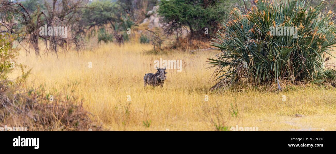 Warzenschweine, die im Okavango Delta, Botswana während der Wintersaison gesichtet wurden Stockfoto