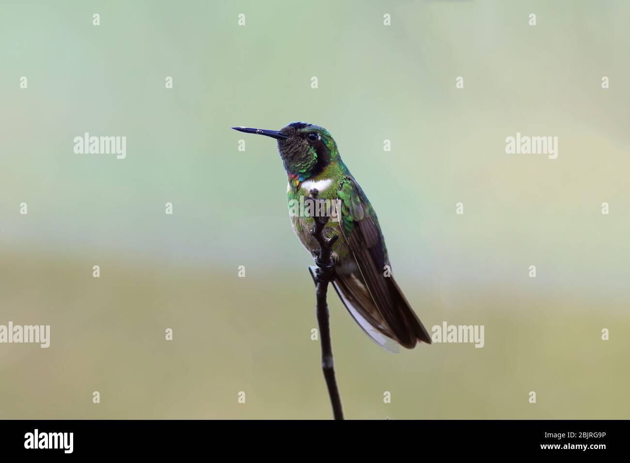 Hummingbird Visorbearer (Augastes lumachella) isoliert auf einem verschwommenen Hintergrund mit bräunlichen Grüntönen Stockfoto