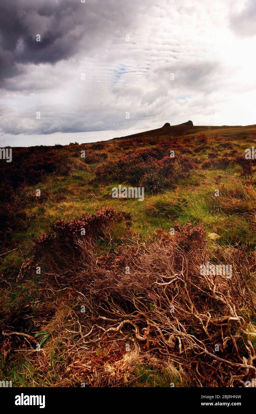 Blick auf ein Tor im Dartmoor National Park, Devon, Großbritannien Stockfoto