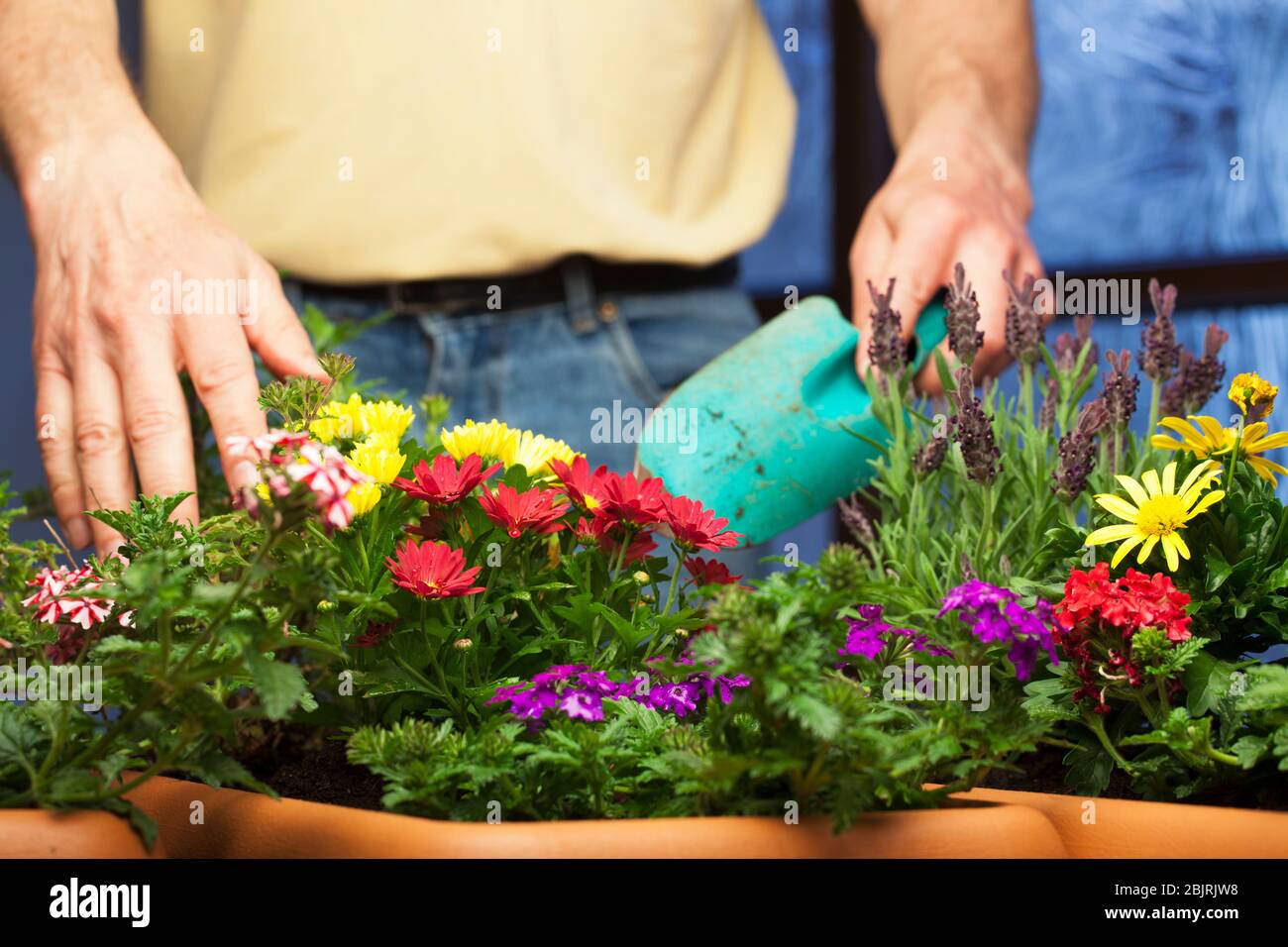 Gärtner, der mit Blumen in Pflanztöpfen in einem Gewächshaus arbeitet - Fokus auf die Blumen im Vordergrund Stockfoto