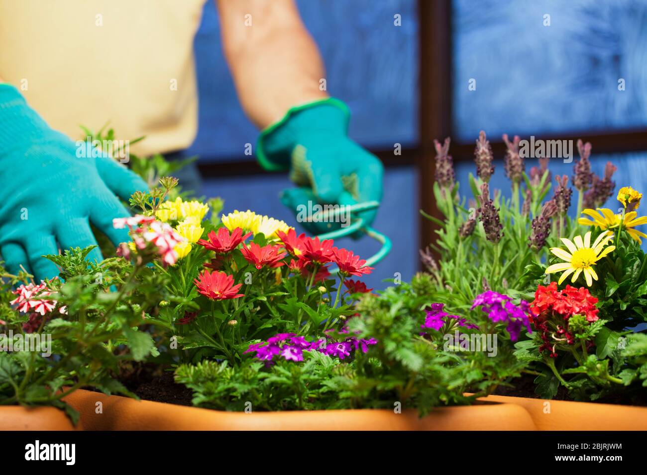 Gärtner, der mit Blumen in Pflanztöpfen in einem Gewächshaus arbeitet - Fokus auf die Blumen im Vordergrund Stockfoto