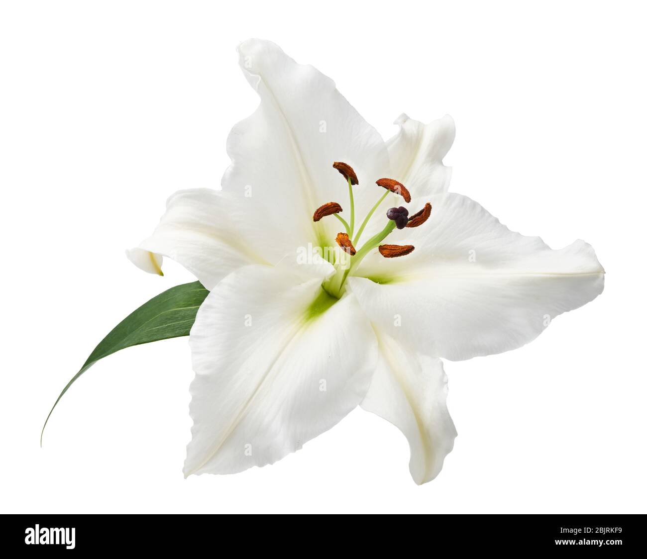 Blume weiße Lilie isoliert auf weißem Hintergrund. Stockfoto