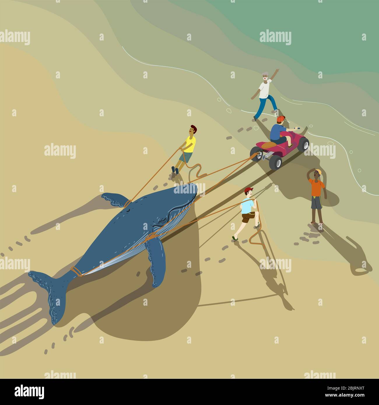 Team von Freiwilligen versucht, gestrandeten Blauwal zu retten, um wieder ins Meer zu gelangen. Stockfoto