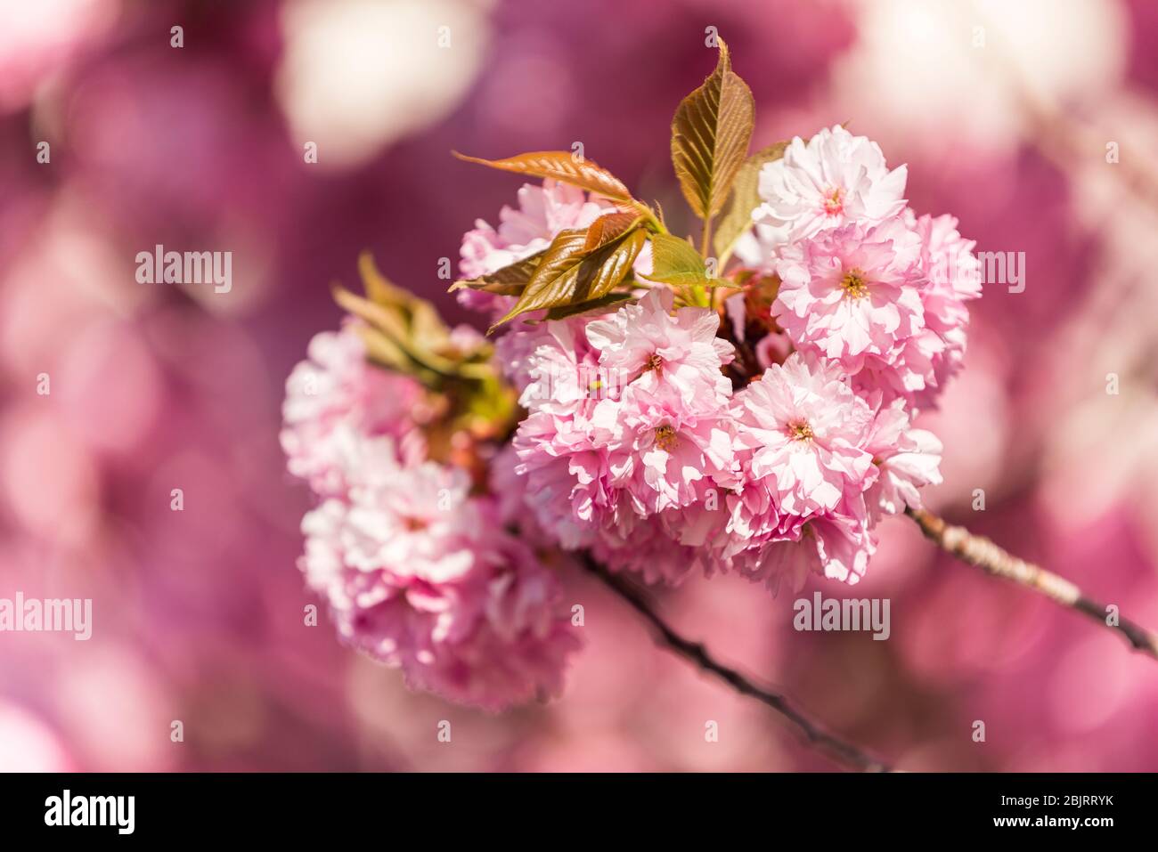 Töne auf Tönen Stockfoto