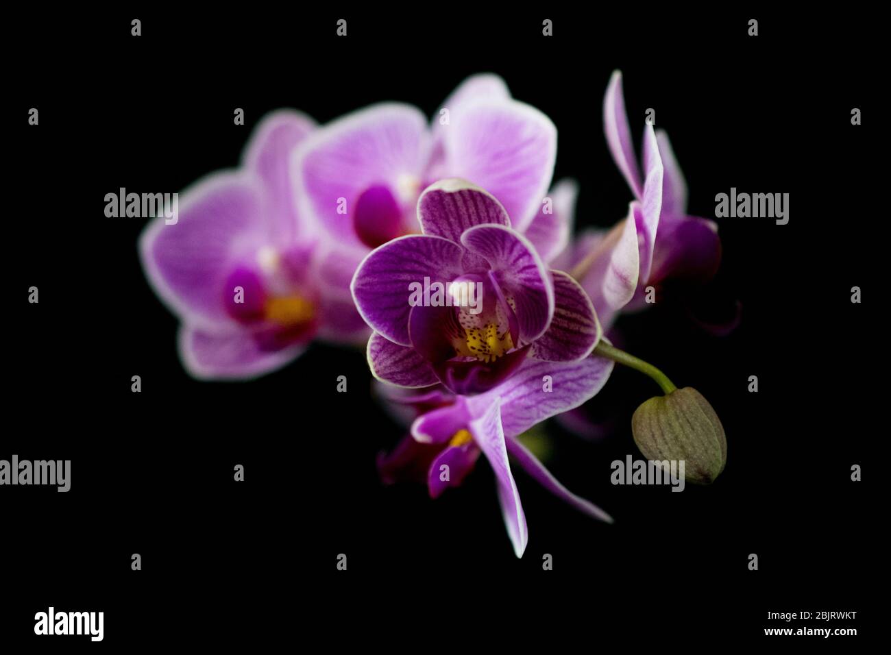 Rosa Orchidee Stockfoto