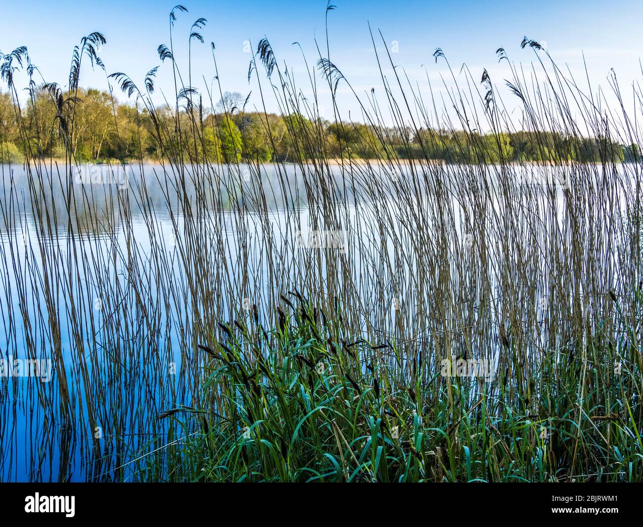 Blick durch Schilf am Rande eines lokalen Naturschutzgebietes in Wiltshire. Stockfoto