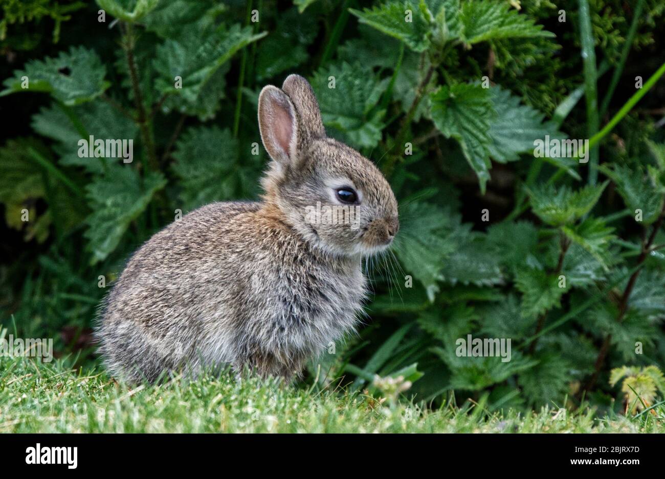 Baby-Baumwolle Schwanz Kaninchen (Set) Stockfoto