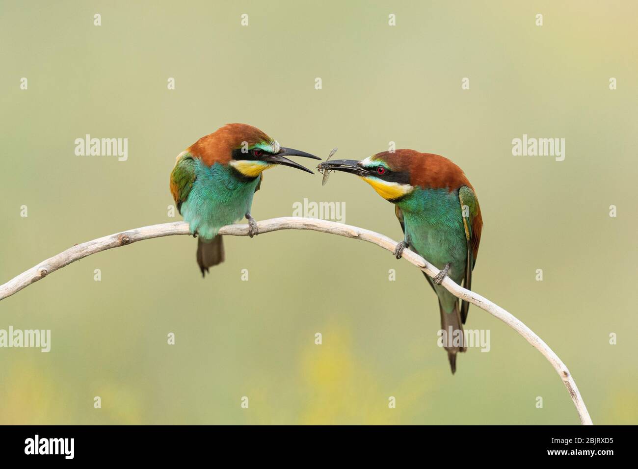 Ein europäischer Bienenfresser (Merops apiaster), der ein Weibchen umwirbt, indem er an einem Insekt vorbeigeht, Bulgarien Stockfoto