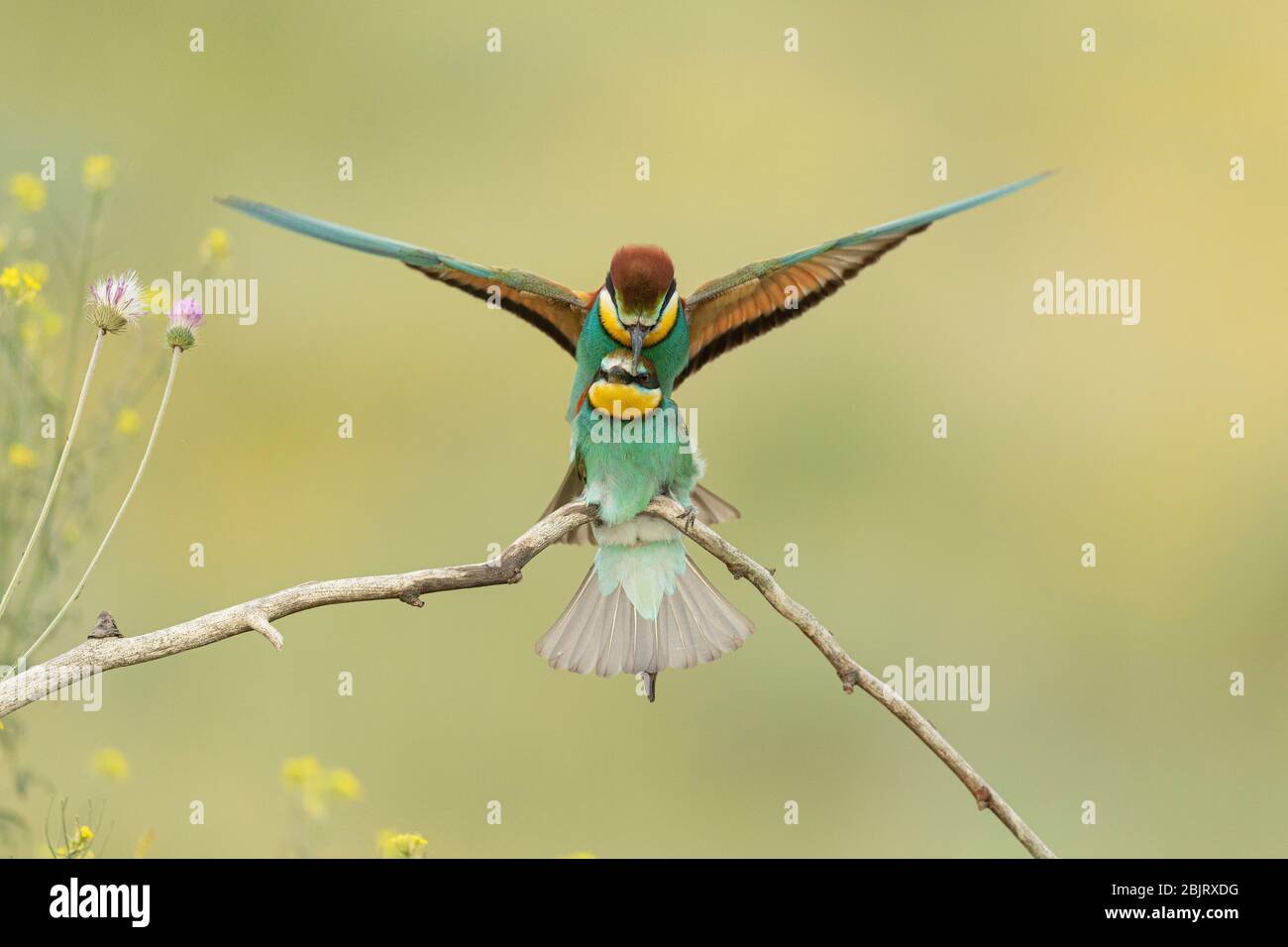 Ein Paar europäischer Bienenfresser (Merops apiaster), die sich auf einem Zweig in Bulgarien verpaaren Stockfoto