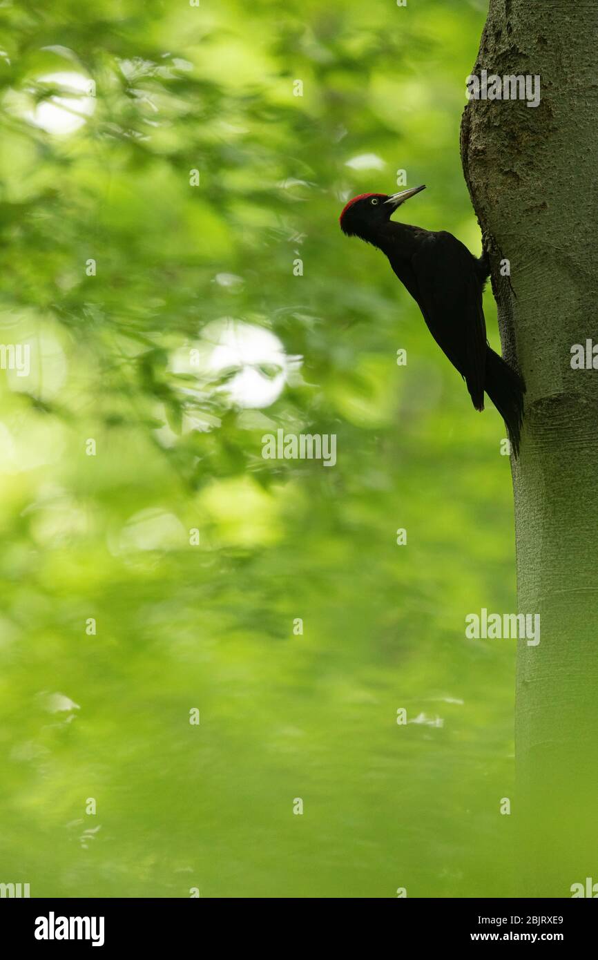Ein Schwarzspecht (Dryocopus martius), der in einem Buchenwald in Bulgarien an seinem Nest ankommt Stockfoto