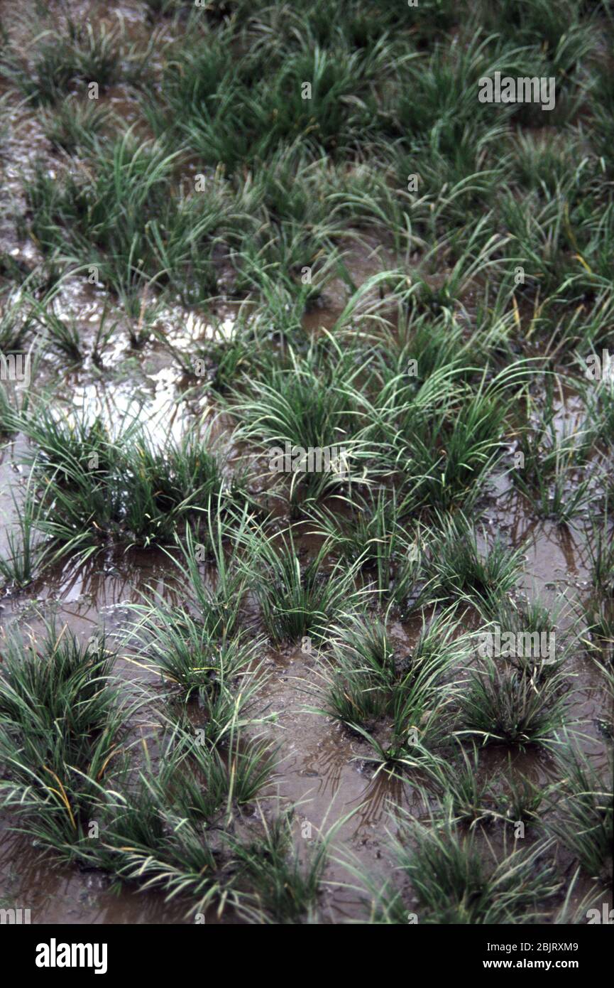 Acorus gramineus, gemeinhin als grasig-leaved süße Flagge oder Zwergstürme Stockfoto