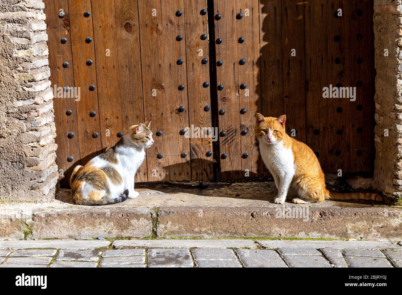 Zwei streunende Katzen sitzen in der Sonne an der Holztür in Fez, Marokko Stockfoto