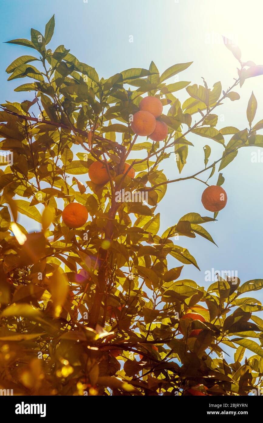 Orangen wachsen auf einem Baum, Fez, Marokko Stockfoto