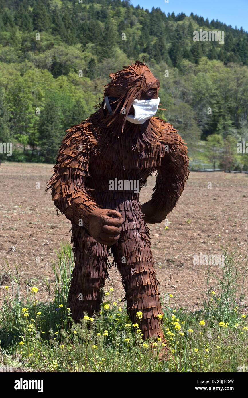 Bigfoot trägt COVID-19 Antivirus-Maske, durch kultivierte landwirtschaftliche Feld. Stockfoto