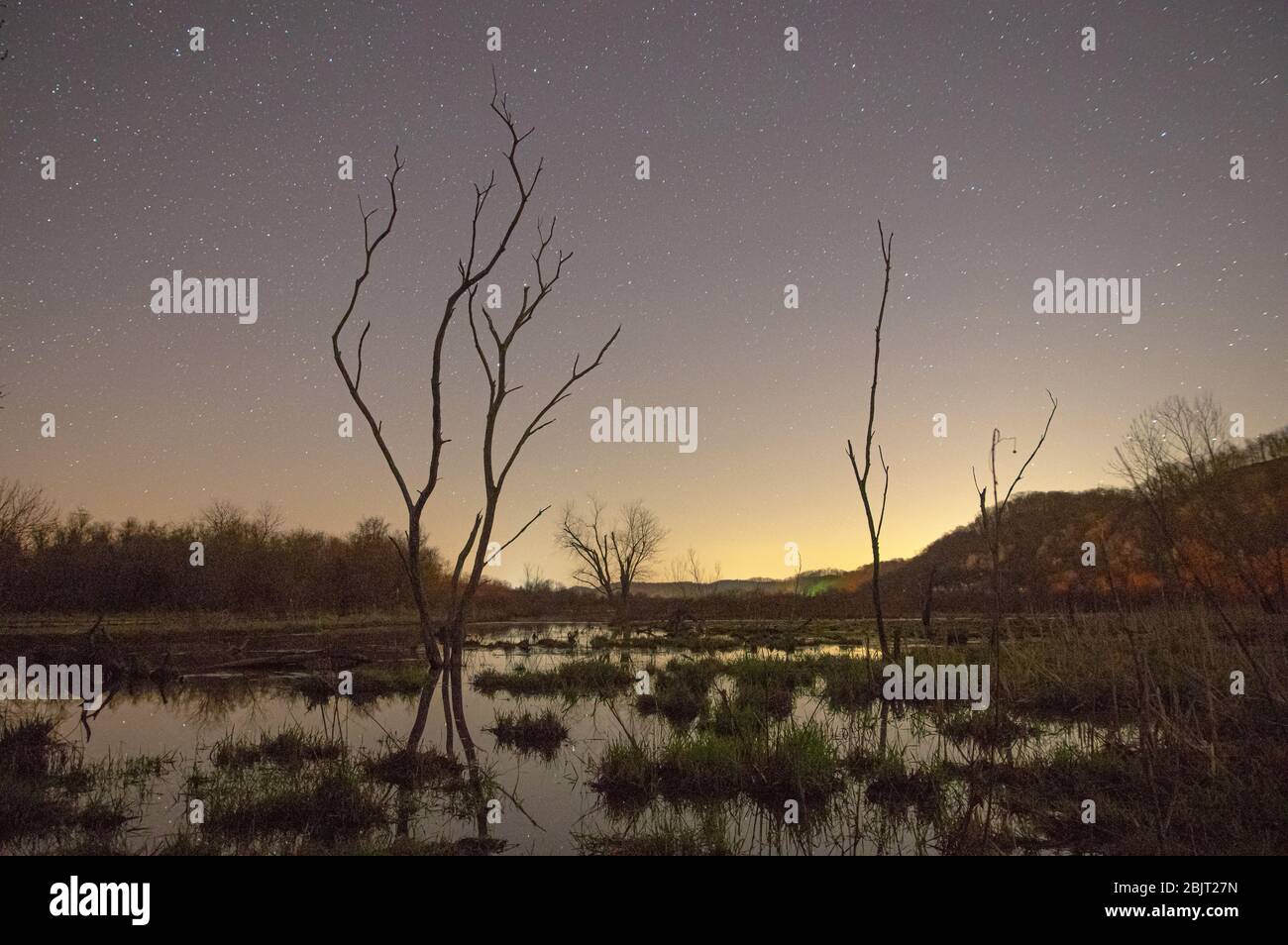 Riesige Bäume erheben sich aus dem blass reflektierenden Wasser des Höft-Sumpfes und bilden grauenhafte Silhouetten gegen den sterngemusterten Nachthimmel in Green Bottom, W Stockfoto
