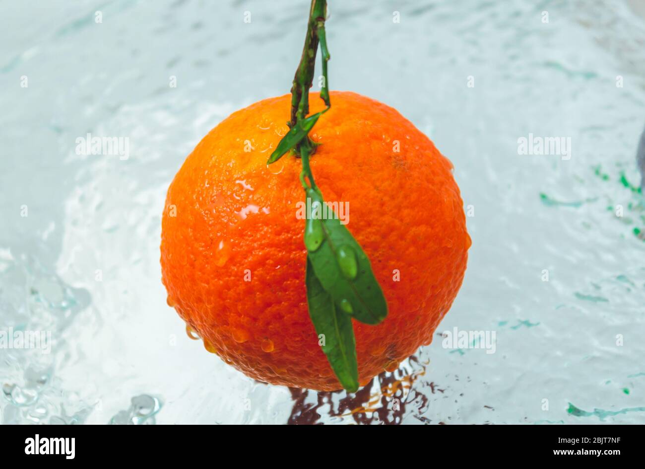 Orangefarbene Mandarine mit Zweig und Blättern, die über dem Wasser hängen Stockfoto