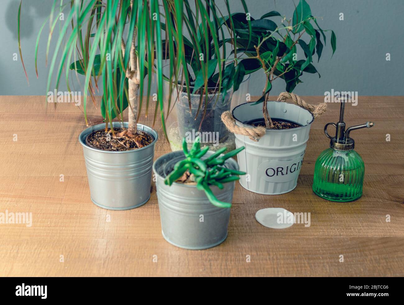 Gruppe von Pflanzen im Innenbereich auf einem Holztisch. Selektiver Fokus auf das Zentrum. Sukkulente Pflanze namens Crassula ovata 'hobbit', dracaena, ficus benjamina Stockfoto