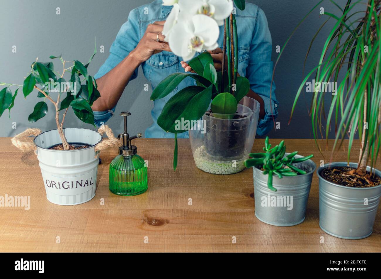 Hände einer schwarzen Frau, die die Blätter einer weißen Orchidee mit einem Wattepad auf einem Holztisch putzt. Selektiver Fokus auf den Topf. Stockfoto